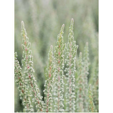 Вереск Calluna vulgaris Zilly Р12
