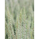 Вереск Calluna vulgaris Zilly Р12