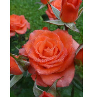 Роза мелкоцветковая Оранж Джувел (Orange Juwel)