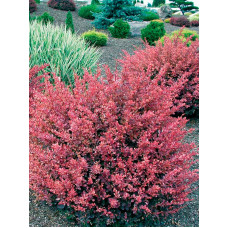 Барбарис Тунберга Роуз Глоу Rose Glow C1,5