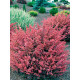 Барбарис Тунберга Роуз Глоу Rose Glow C1,5
