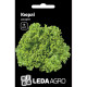 Семена Салата батавия Кюрли 10 шт Leda Agro