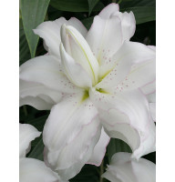 Лілія махрова Lotus Beauty (Лотус Бьюті)