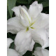 Лілія махрова Lotus Beauty (Лотус Бьюті)