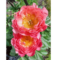 Пион травянистый Pink Hawai Coral (Пинк Гаваи Корал) 2/3 (1 шт)