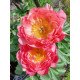 Пион травянистый Pink Hawai Coral (Пинк Гаваи Корал) 2/3 (1 шт)