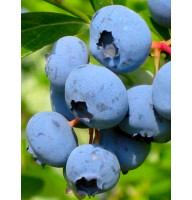 Лохина Блюкроп (Bluecrop) Високоросла Середньостигла