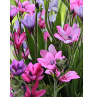 Бабиана Stricta 4/5