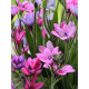 Бабиана Stricta 4/5