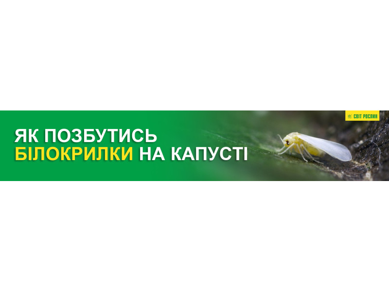Як позбутись білокрилки на капусті