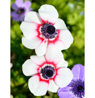 Анемон Bicolor