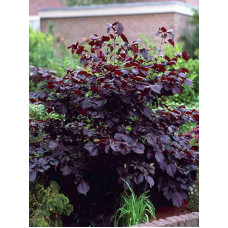 Ліщина велика Purpurea (Пурпуреа) С10