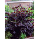 Ліщина велика Purpurea (Пурпуреа) С10