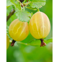 Аґрус Жовтий Гігант середньостиглий