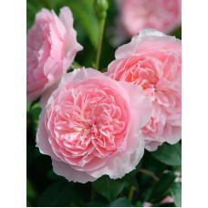 Роза Уизли (Wisley) Английская