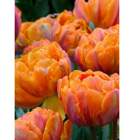 Тюльпан Orange Princess махровий 10/11