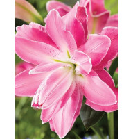 Лилия ориентальная махровая Lotus Joy (Лотус Джой) 14/16 (1 шт)