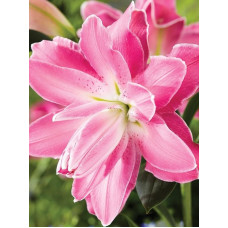 Лілія орієнтальна махрова Lotus Joy (Лотус Джой) 14/16 (1 шт)