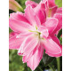 Лілія орієнтальна махрова Lotus Joy (Лотус Джой) 14/16 (1 шт)