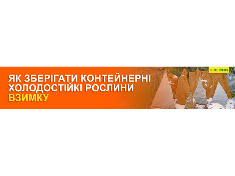 Як зберігати контейнерні холодостійкі рослини взимку