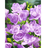 Фрезія Purple махрова 5+