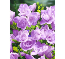 Фрезия Purple махровая