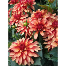 Георгина Gallery Art Deco низкорослая
