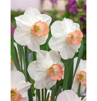 Нарцисc корончатый Rosy Sinrise