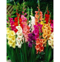 Гладиолусы микс 3 12/14 10 шт