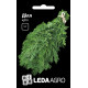 Семена Укроп Дил 10 г Leda Agro