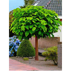 Катальпа Звичайна бігнонієвідна (Catalpa bignonioides) С10