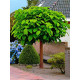 Катальпа Звичайна бігнонієвідна (Catalpa bignonioides) С10