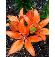 Лилия Fantasiatic Orange (Фантазиатик Оранж) 16/18 (1 шт)