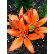Лілія Fantasiatic Orange (Фантазіатик Оранж) 16/18 (1 шт)