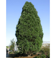 Сосна чорна Пірамідаліс (Pyramidalis) С2