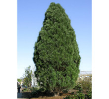 Сосна черная Пирамидалис (Pyramidalis) С2