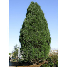 Сосна черная Пирамидалис (Pyramidalis) С2