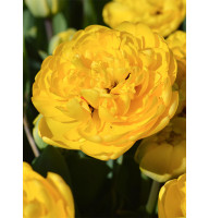 Махровий тюльпан Yellow Pomponnet 11/12