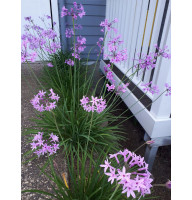 Тюльбагия Violacea