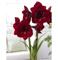 Гиппеаструм (Амариллис) Royal Velvet (Роял Вельвет) 26/28 (1 шт)