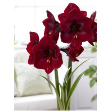 Гіпеаструм (Амариліс) Royal Velvet (Роял Вельвет) 26/28 (1 шт)