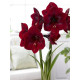 Гіпеаструм (Амариліс) Royal Velvet (Роял Вельвет) 26/28 (1 шт)