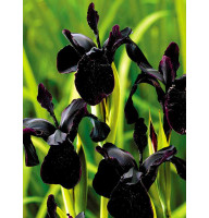 Ирис Black Form