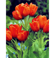 Тюльпан Orange Bouquet мультифлора