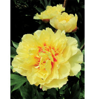 Пион Yellow (Йеллоу) 2/3 (1 шт)
