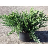 Ялівець козацький Tamaraiscifolia (C3 20-30 см)
