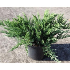 Ялівець козацький Tamaraiscifolia (C3 20-30 см)