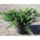 Ялівець козацький Tamaraiscifolia (C3 20-30 см)
