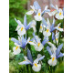 Ірис Silvery Beauty 6/7