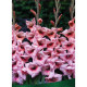 Гладіолус Bastia Бамбіно 12/14 (3 шт)